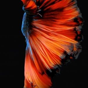 Meet your Posher, Tamir